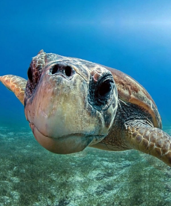 caretta caretta Lampedusa